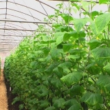 Kako uzgajati krastavce u stakleniku: vodič za početnike